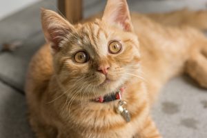 pet stain removal