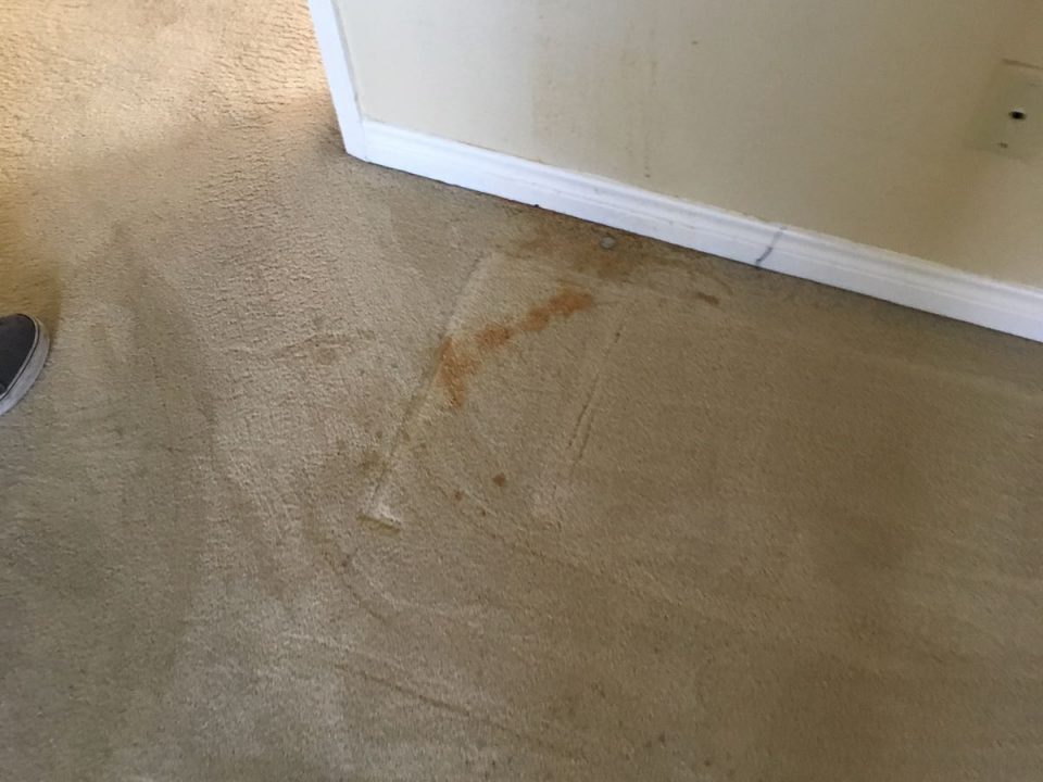 pet stain removal