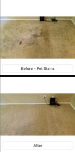 spring carpet cleaning