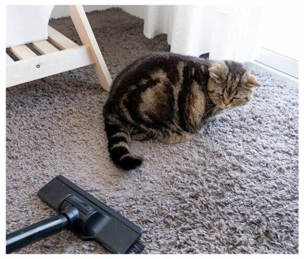Pet Stain Removal Orange County Dr Carpet